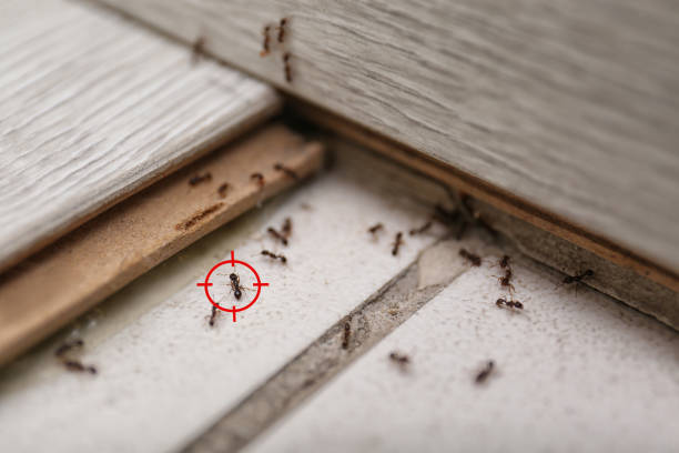 Best Ant Control Services  in Hideaway, TX