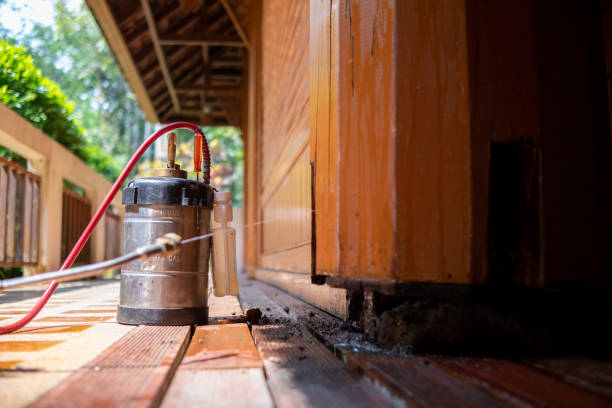Best Local Pest Control Services  in Hideaway, TX
