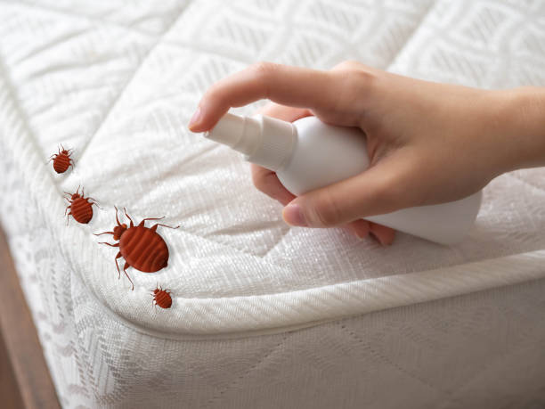 Best Pest Control Near Me in Hideaway, TX